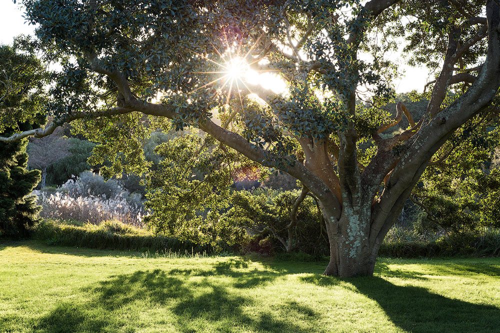 starburst-effect-tree