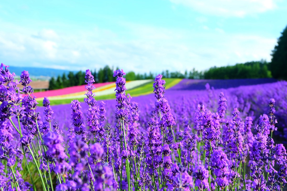 Cánh đồng oải hương Furano, Hokkaido - Đồi tím và cánh đồng hoa tuyệt đẹp