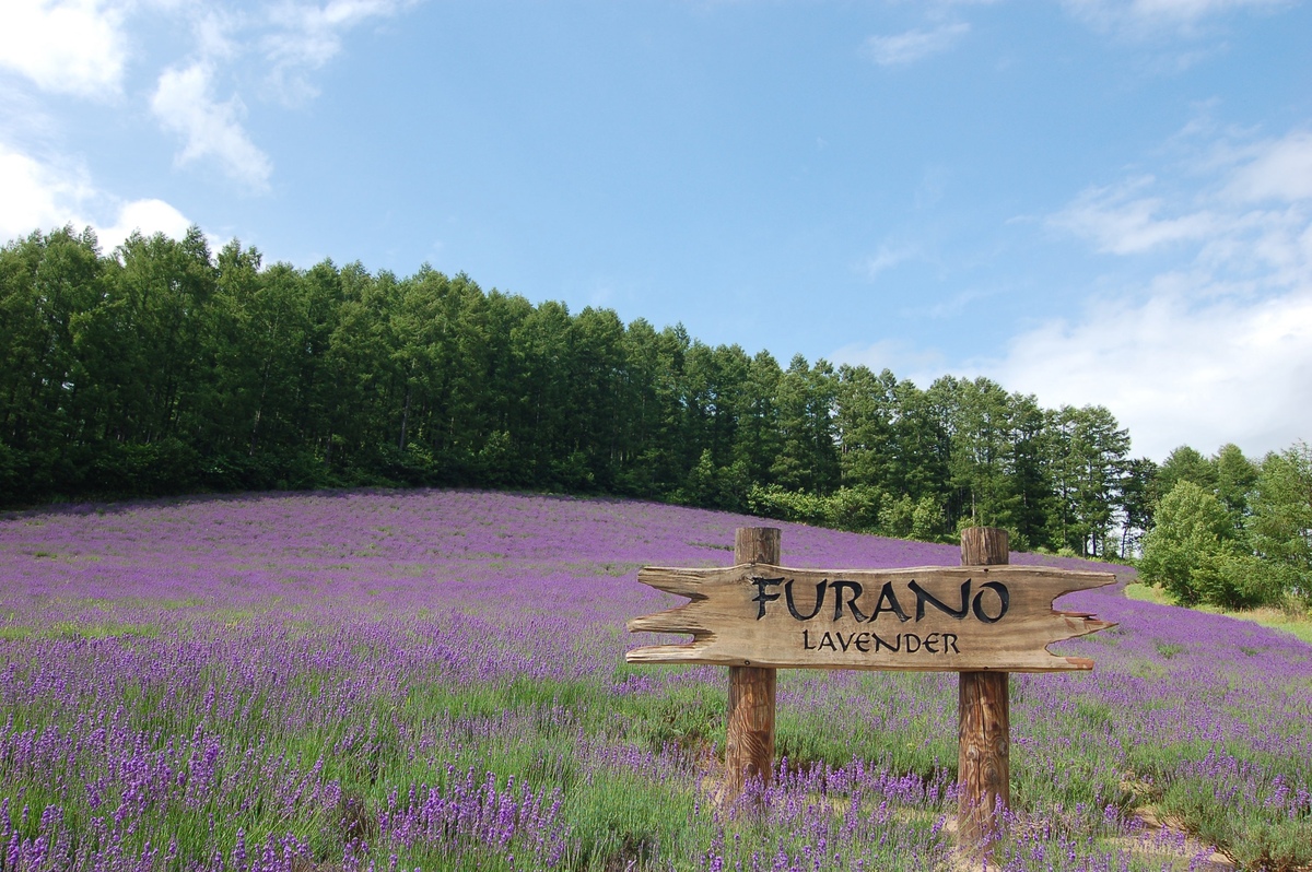 Cánh đồng oải hương Furano, Hokkaido – Đồi tím và cánh đồng hoa tuyệt đẹp