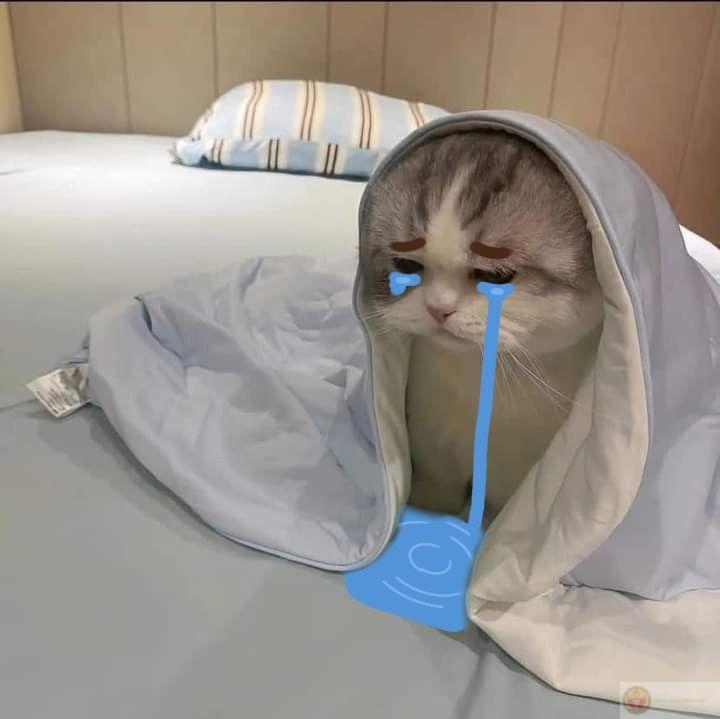 Meme con vật mệt mỏi bá đạo mô tả cảnh chó ngáp dài sau một ngày mệt nhoài