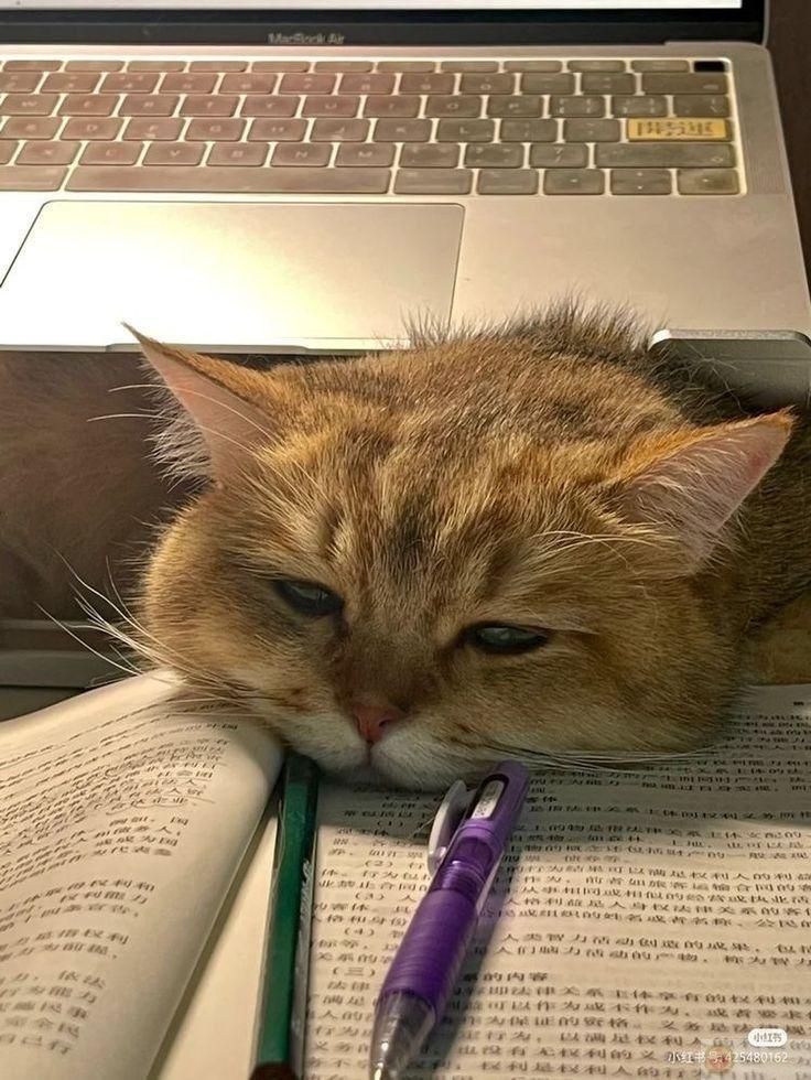 Meme con vật mệt mỏi dễ thương khiến người xem vừa cười vừa thấy đáng yêu