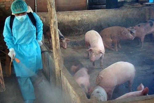Đặc điểm bệnh dịch tả lợn Châu Phi và ảnh hưởng của bệnh tới sức khỏe con người