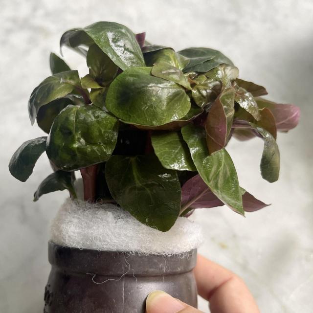Hồng ba tiêu được ưa chuộng hiện nay