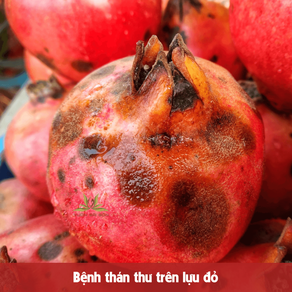 Bi Quyet Trong Va Cham Soc Cay Luu Do An Do Sai Triu Qua Tren San Thuong (3)