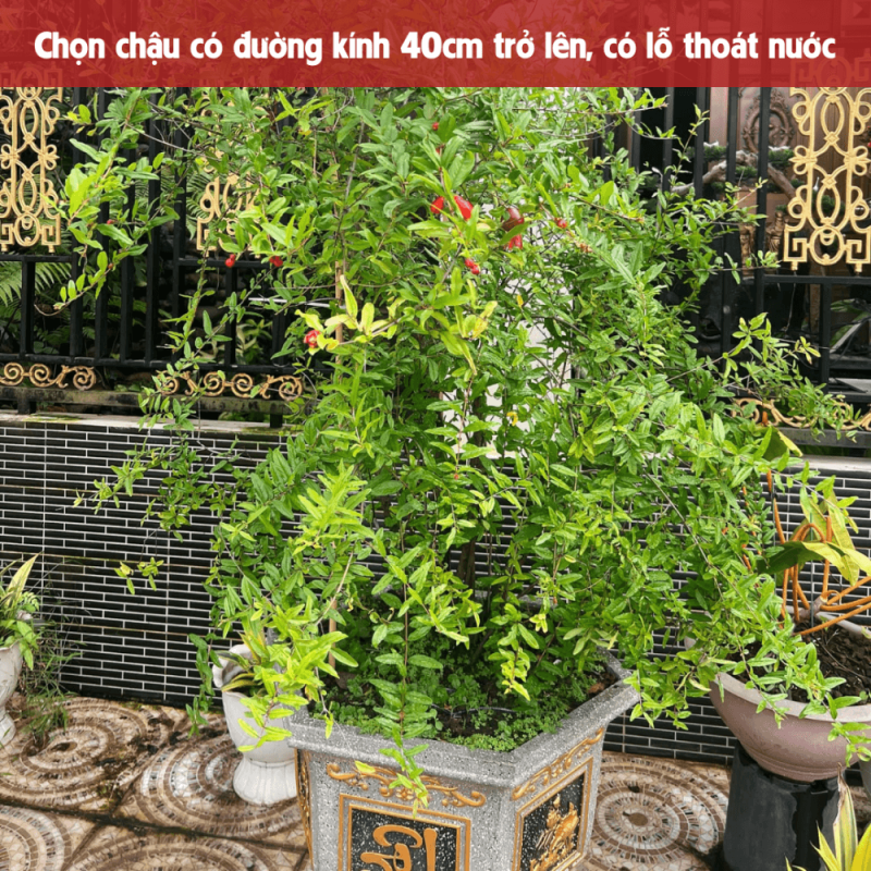 Bí quyết trồng và chăm sóc cây lựu đỏ Ấn Độ sai trĩu quả trên sân thượng