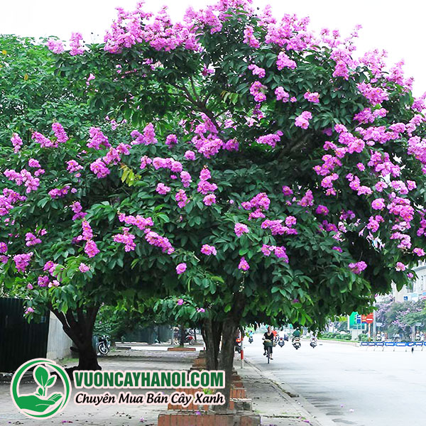 Yêu Cầu Kỹ Thuật Khi Trồng Và Chăm Sóc Cây Săng Lẻ ( Bằng Lăng ) Vườn Cây Hà Nội