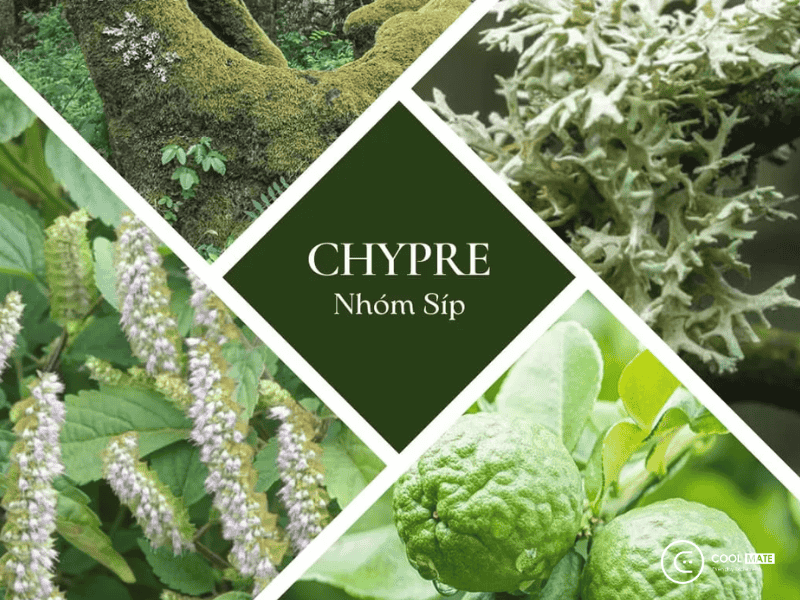 Chypre là một trong những họ nước hoa quan trọng nhất hiện nay