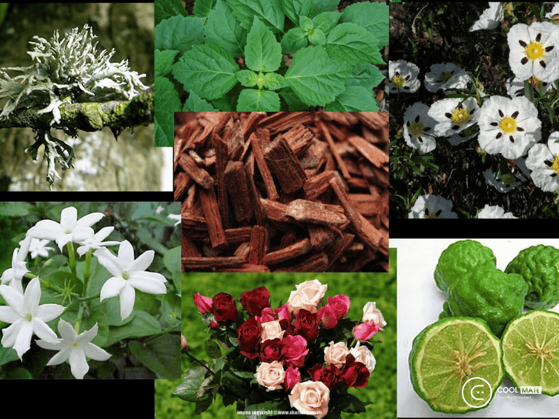 Chypre là gì? Vì sao nhóm hương Chypre lại được nhiều người yêu thích?