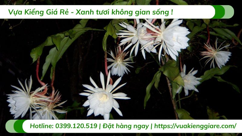 Cây dạ quỳnh – Hoa quỳnh nở đêm