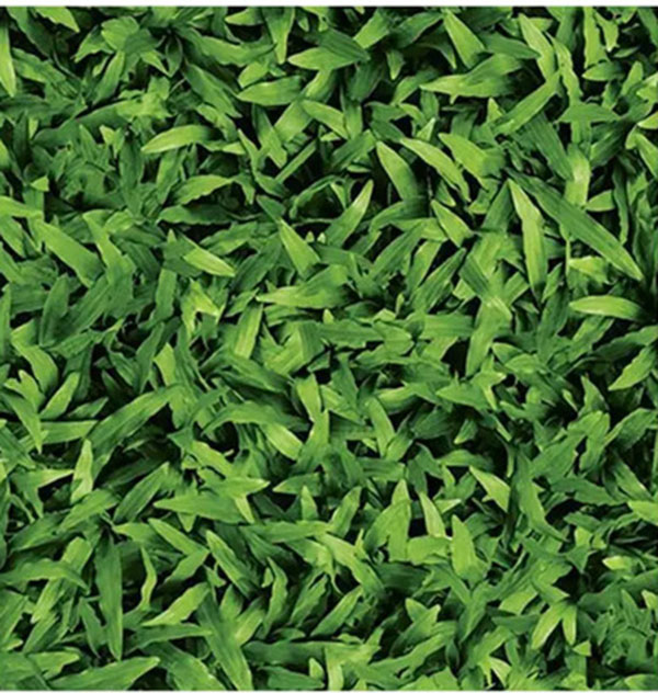Mô phỏng cỏ tự nhiên chân thực, sống động