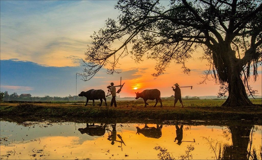 Hình ảnh làng quê yên bình trong ánh bình minh dịu nhẹ đầu ngày