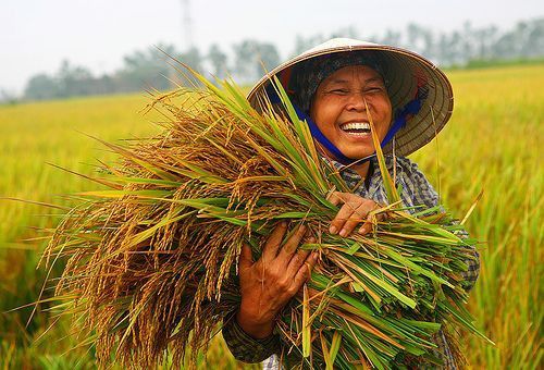 Hình ảnh cảnh quê yên bình có mẹ gặt lúa