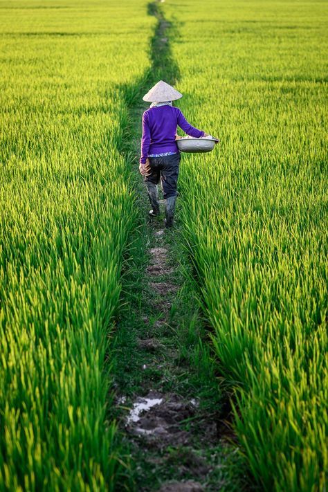Hình ảnh làng quê yên bình với những thửa ruộng