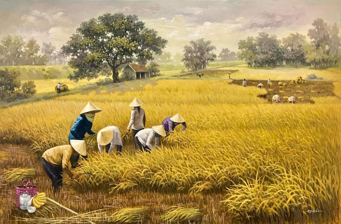 Cánh đồng quê bình dị với người cắt lúa bằng liềm