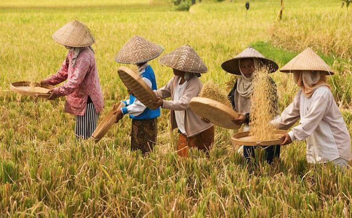 Hình ảnh làng quê yên bình trong mùa thu hoạch lúa