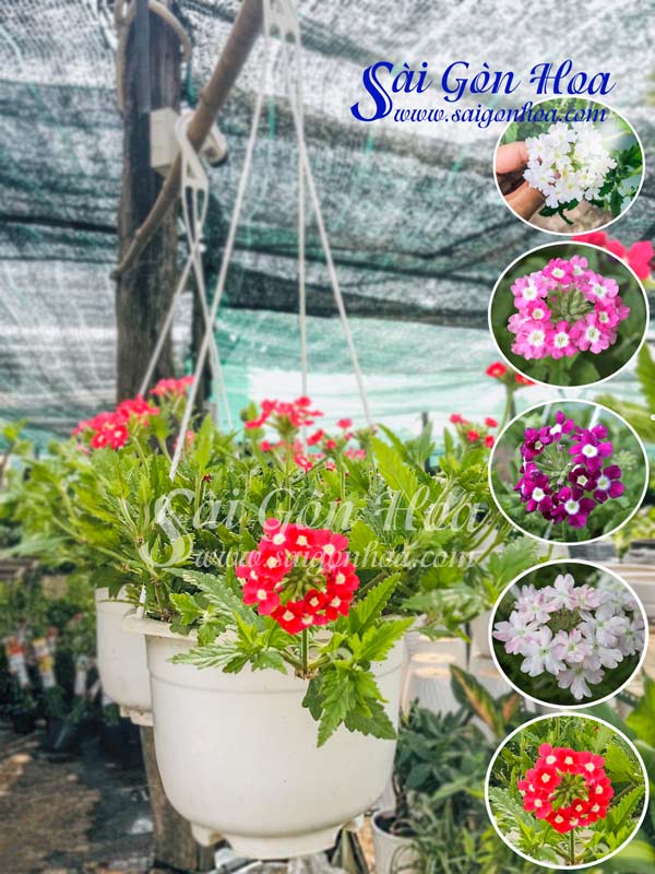 Hoa Vân Anh Chậu Treo