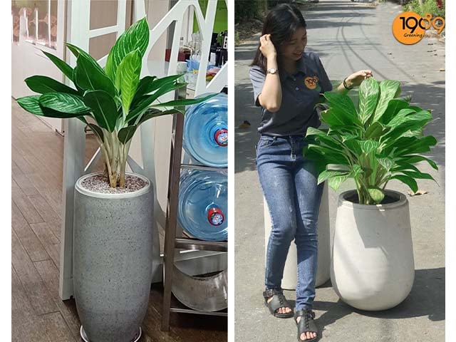 CÂY BẠCH MÃ HOÀNG TỬ