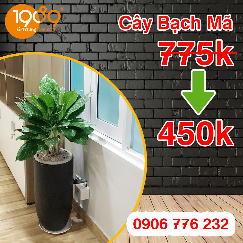 chậu để sàn bạch mã hoàng tử hcm