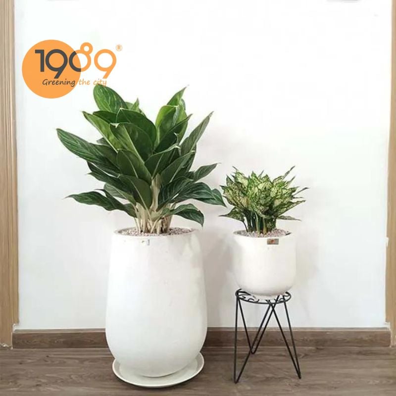 Cây Bạch Mã Hoàng Tử