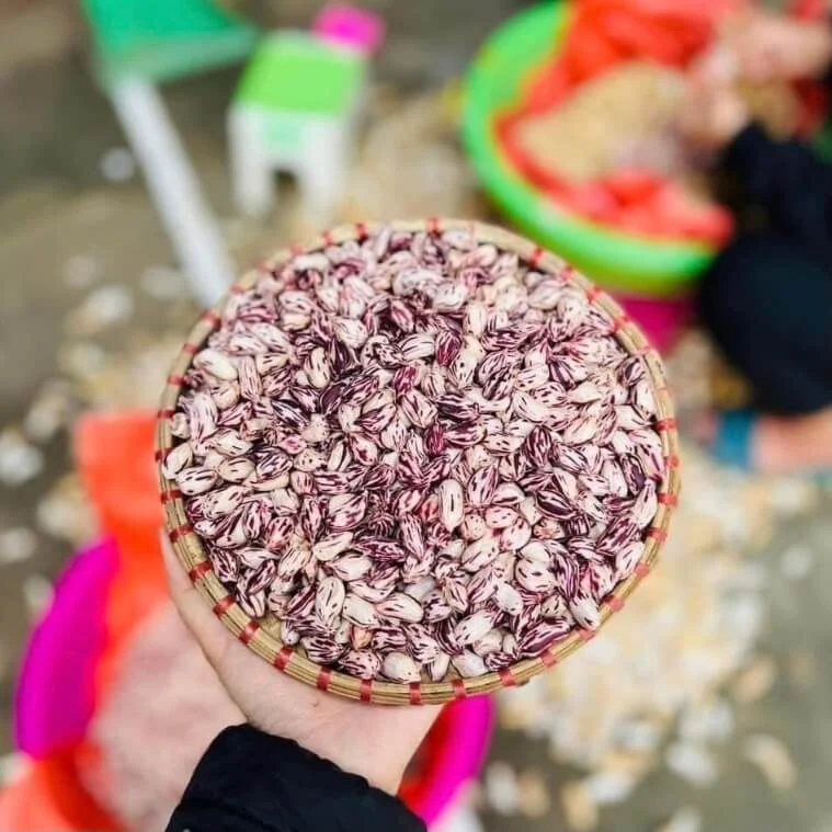 Lạc Hoa Mèo, Lạc Vằn Pa Dí Tây Bắc