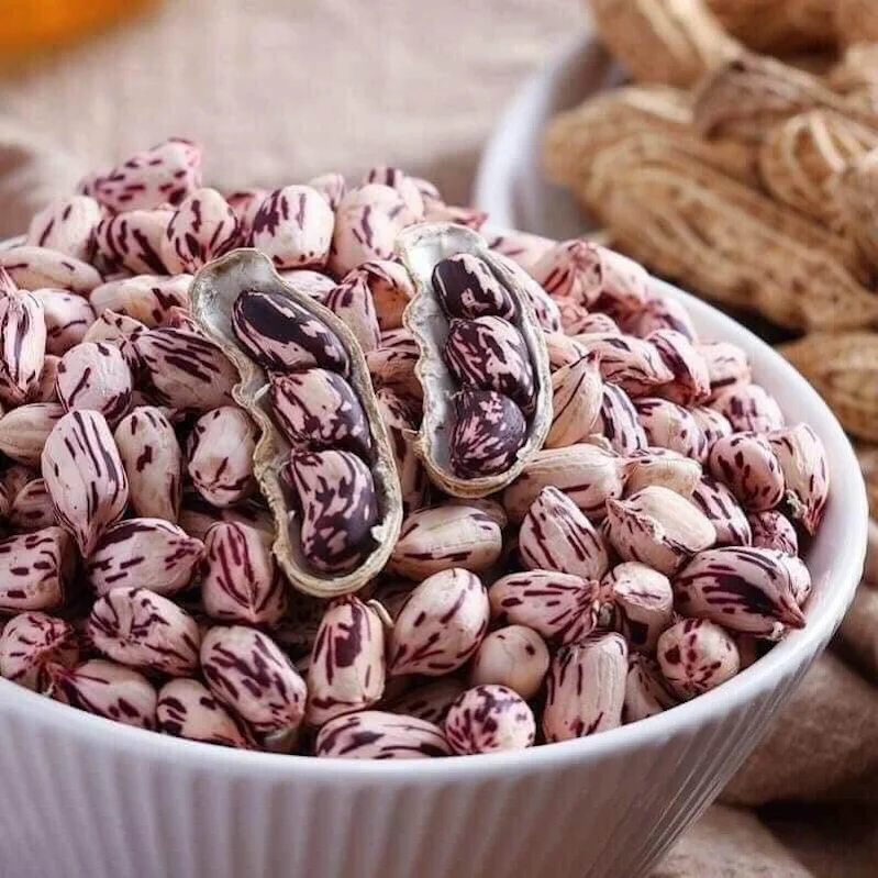 Lạc Hoa Mèo, Lạc Vằn Pa Dí Tây Bắc
