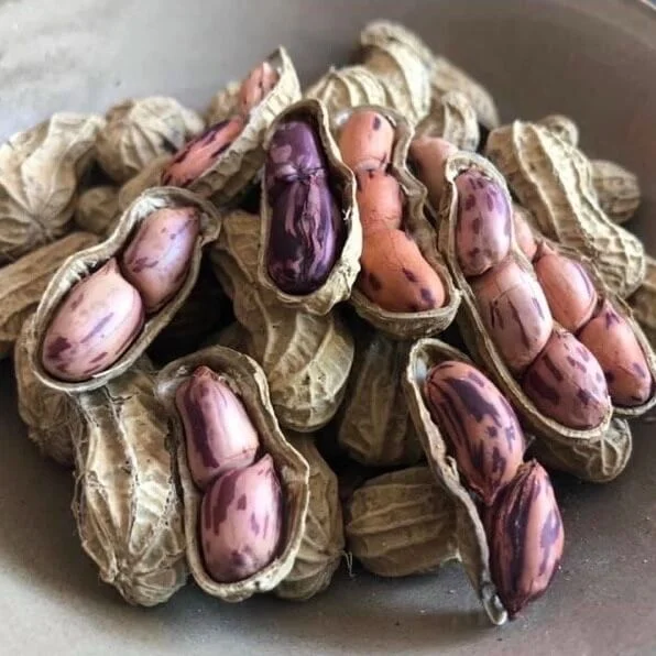 Lạc Hoa Mèo, Lạc Vằn Pa Dí Tây Bắc