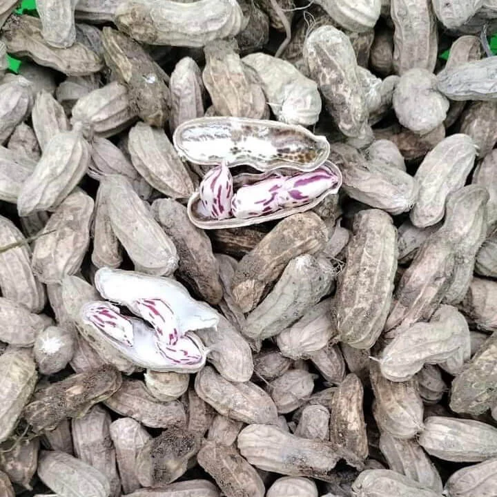 Lạc Hoa Mèo, Lạc Vằn Pa Dí Tây Bắc