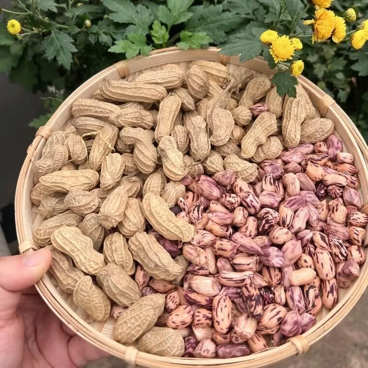 Lạc Hoa Mèo, Lạc Vằn Pa Dí Tây Bắc