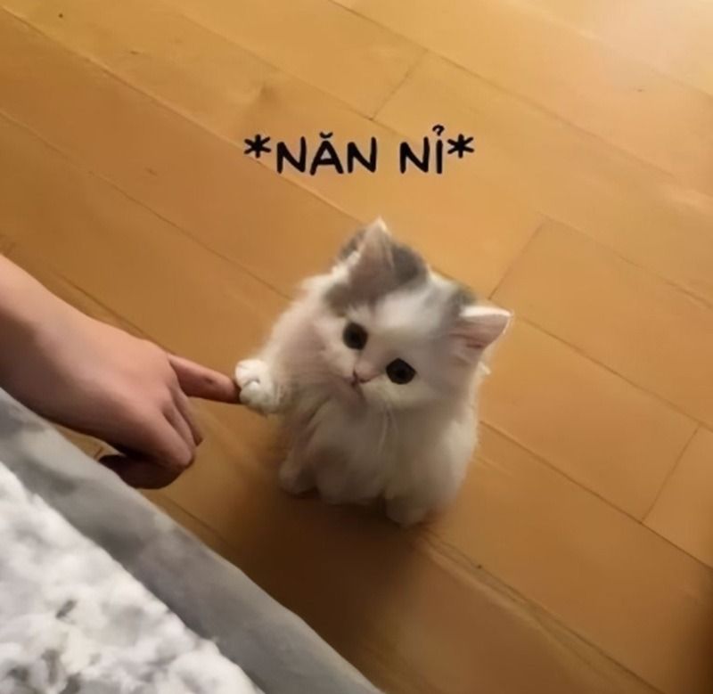 Meme xin tiền