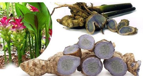Cây nga truật chữa bệnh gì?