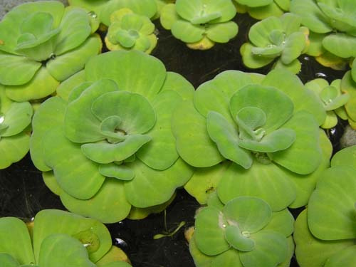 Đọt Chuối Non