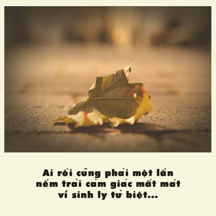 Sinh ly tử biệt là gì? Top bài thơ, câu nói hay về sinh ly tử biệt 4