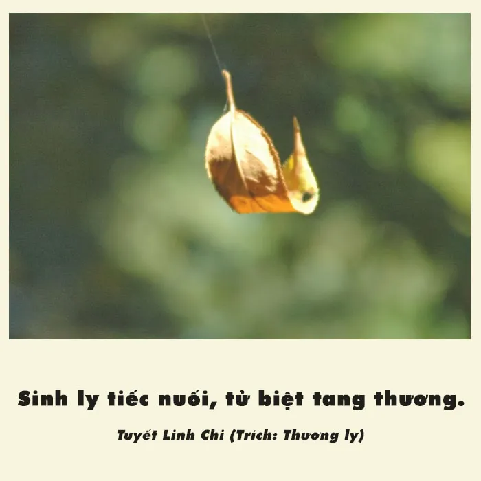 Sinh ly tử biệt là gì? Top bài thơ, câu nói hay về sinh ly tử biệt 5