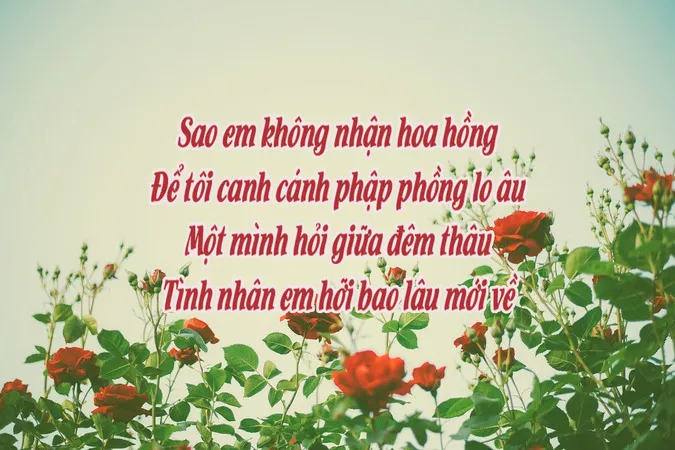 Chùm thơ về hoa hồng hay nhất chạm đến trái tim người đọc