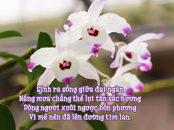 tho-ve-hoa-lan-voh-1