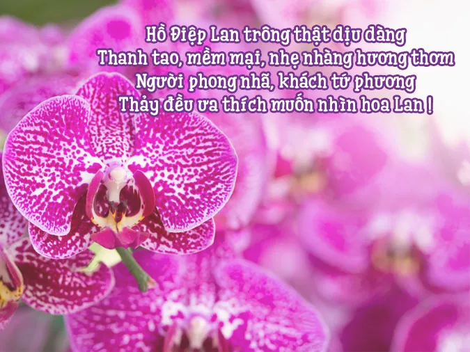 tho-ve-hoa-lan-voh-2