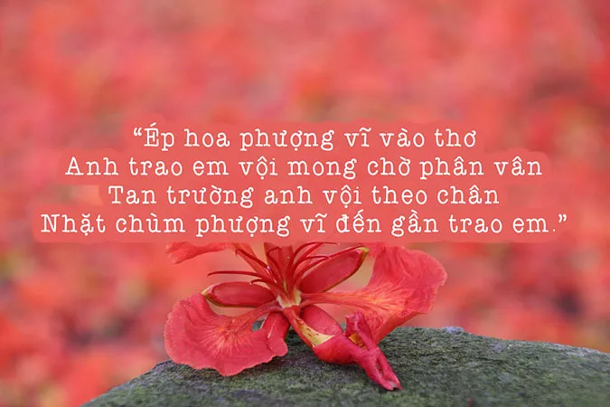 Tuyển tập thơ về mùa hè khiến ta bồi hồi với những ký ức xưa 2