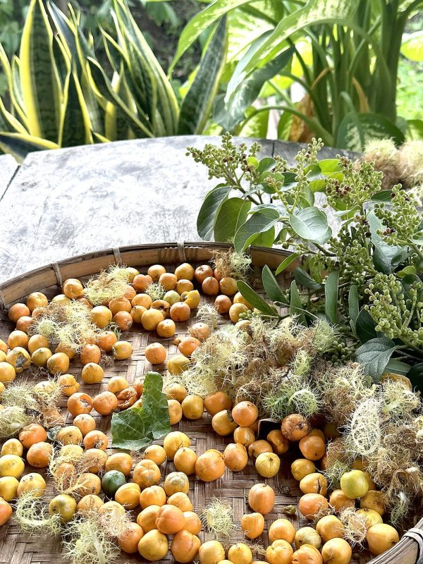 Trái nhãn lồng