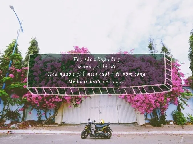 tho-ve-hoa-giay-voh-01