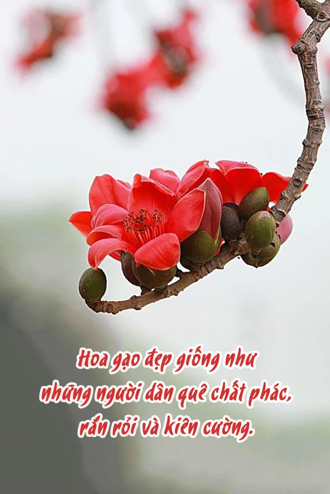 Chùm thơ về hoa gạo, status về hoa gạo hay và giàu cảm xúc nhất 11