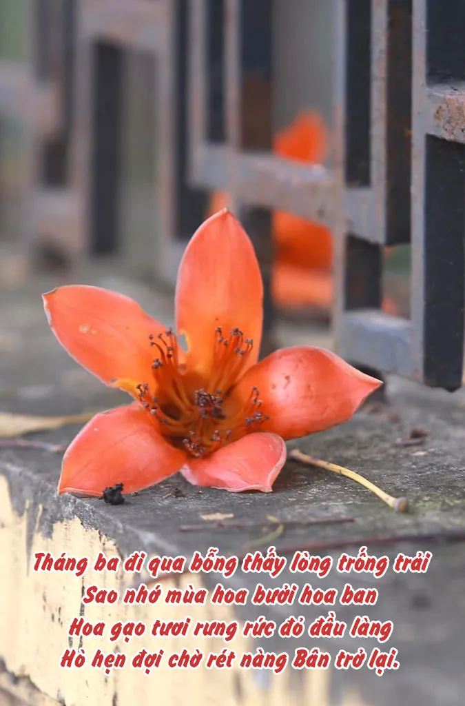 top-25-bai-tho-ve-hoa-gao-thang-3-hay-va-giau-cam-xuc-nhat-voh-4