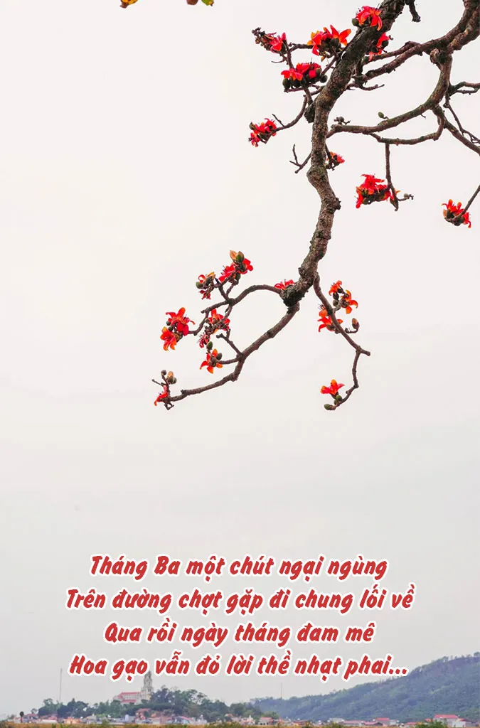 top-25-bai-tho-ve-hoa-gao-thang-3-hay-va-giau-cam-xuc-nhat-voh-5
