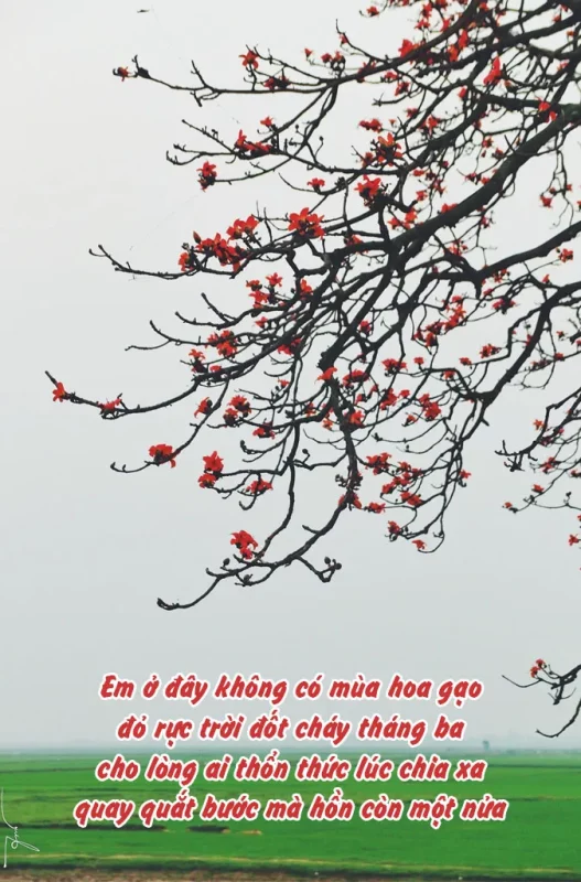 Chùm thơ về hoa gạo, status về hoa gạo hay và giàu cảm xúc