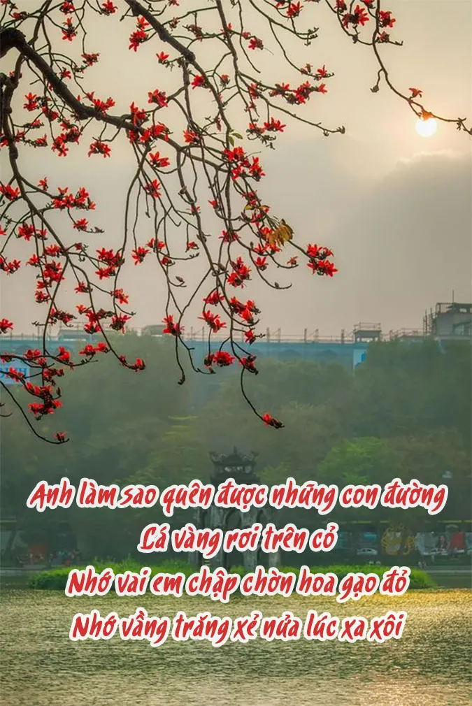 Chùm thơ về hoa gạo, status về hoa gạo hay và giàu cảm xúc nhất 7