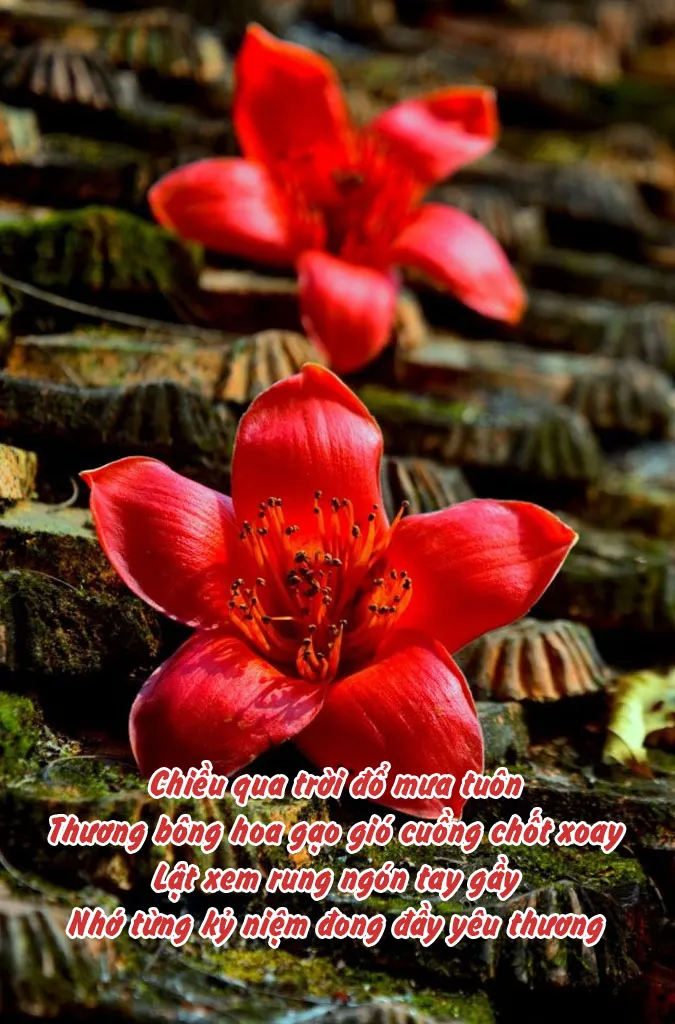 top-25-bai-tho-ve-hoa-gao-thang-3-hay-va-giau-cam-xuc-nhat-voh-6