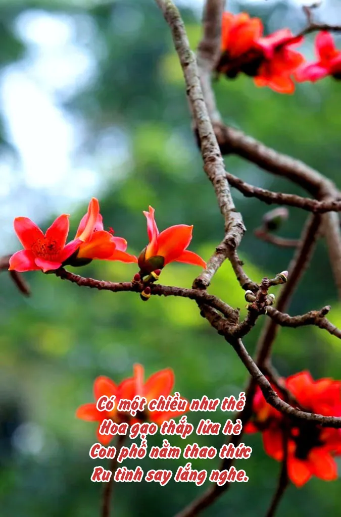 top-25-bai-tho-ve-hoa-gao-thang-3-hay-va-giau-cam-xuc-nhat-voh-7