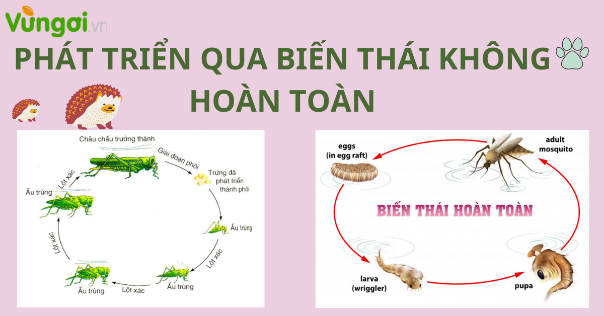 Biến Thái Là Gì? Góc Nhìn Thực Tiễn, Ý Nghĩa và Những Hiểu Lầm Phổ Biến