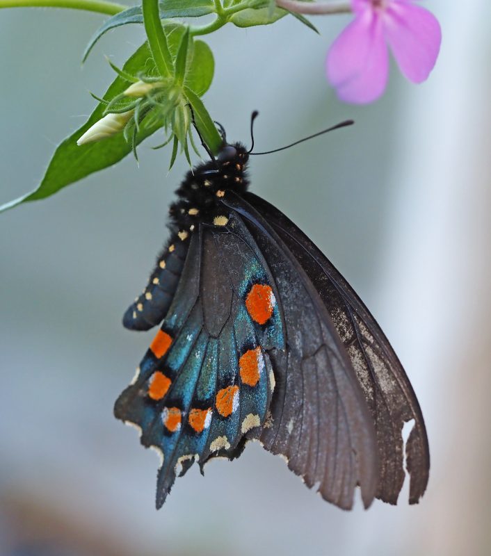 A Butterfly Effect