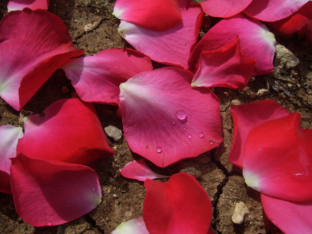 rose-petals