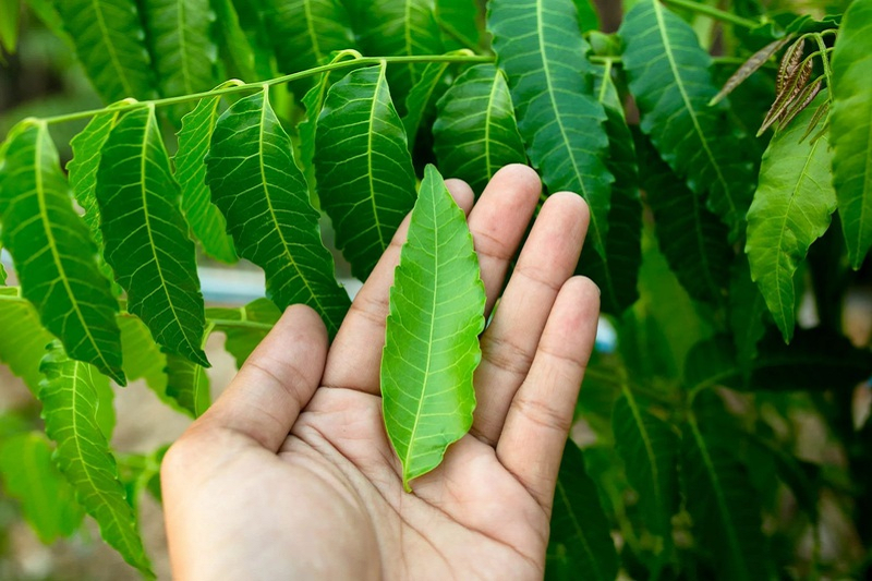 Nhận diện đúng để không nhầm lẫn cây sầu đâu với cây xoan